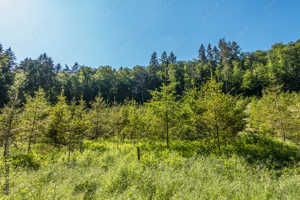 Wiederaufforstung des Mischwaldes im Frühjahr Wiederaufforstung des Mischwaldes im Frühjahr