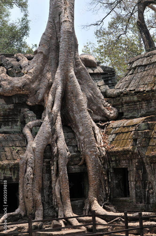 Tree Roots Through The Temple