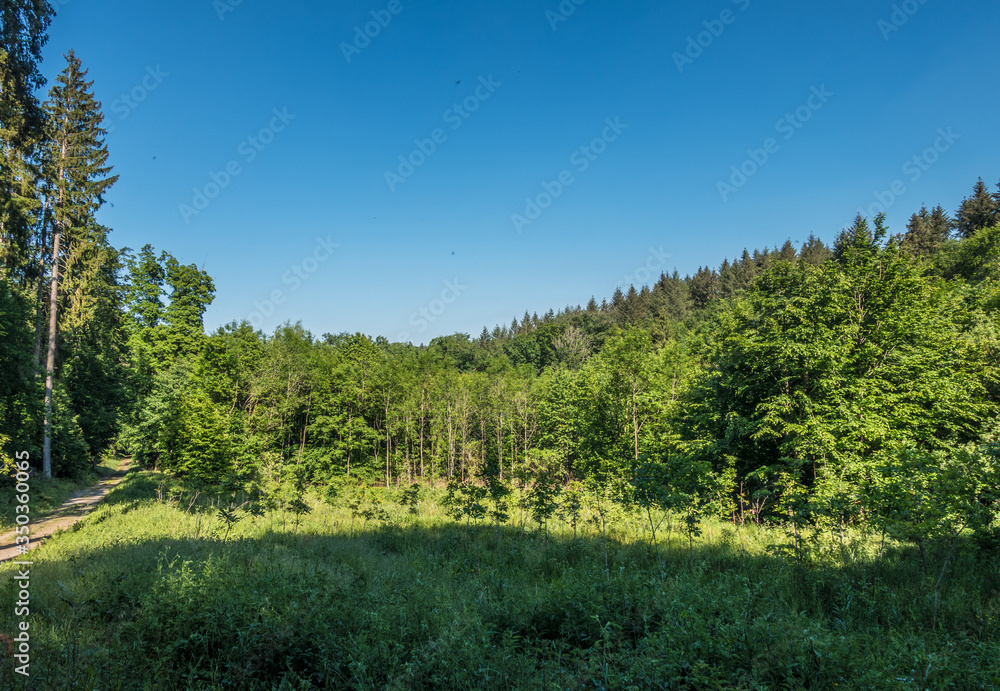 Wiederaufforstung des Mischwaldes im Frühjahr Wiederaufforstung des Mischwaldes im Frühjahr