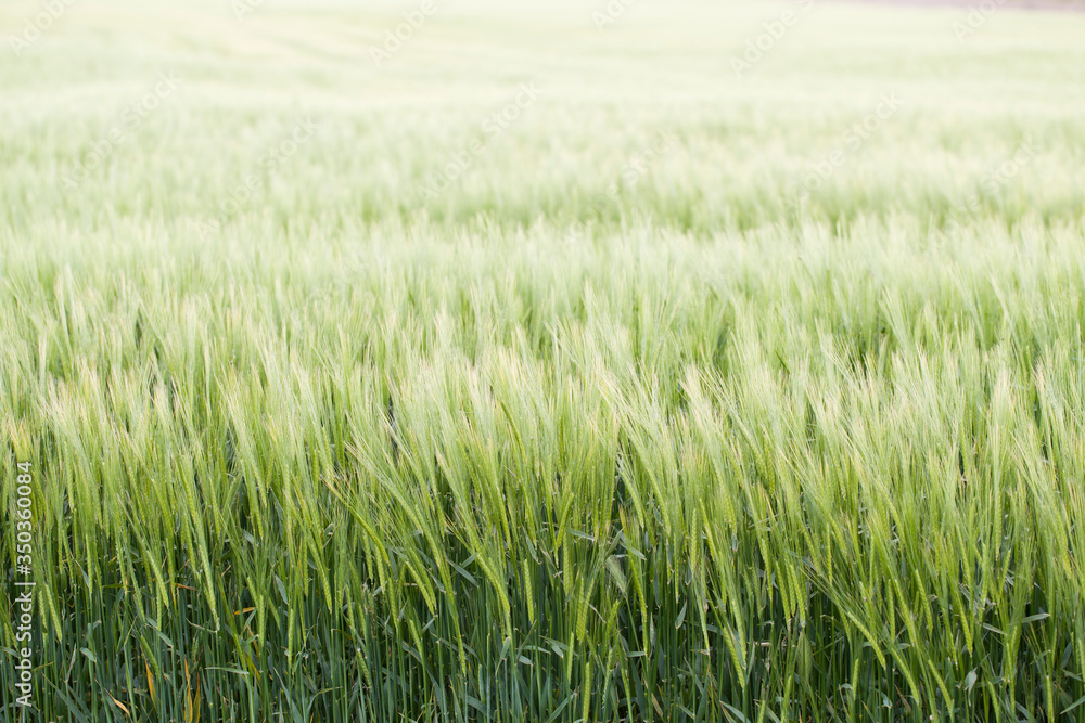 cereal fields cereal fields