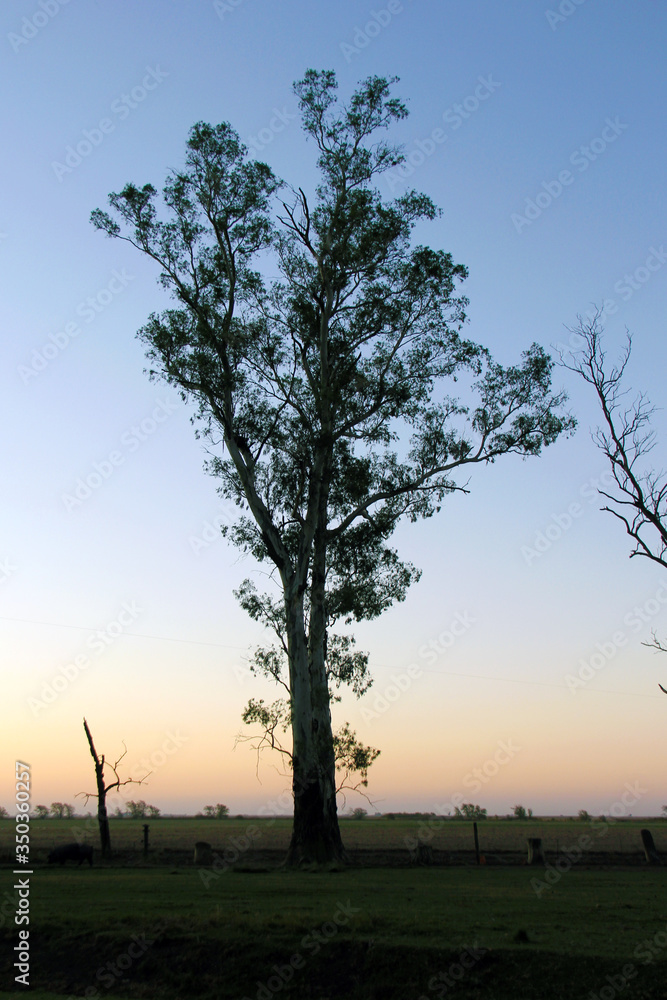 Obraz premium Árbol gigante en atardecer