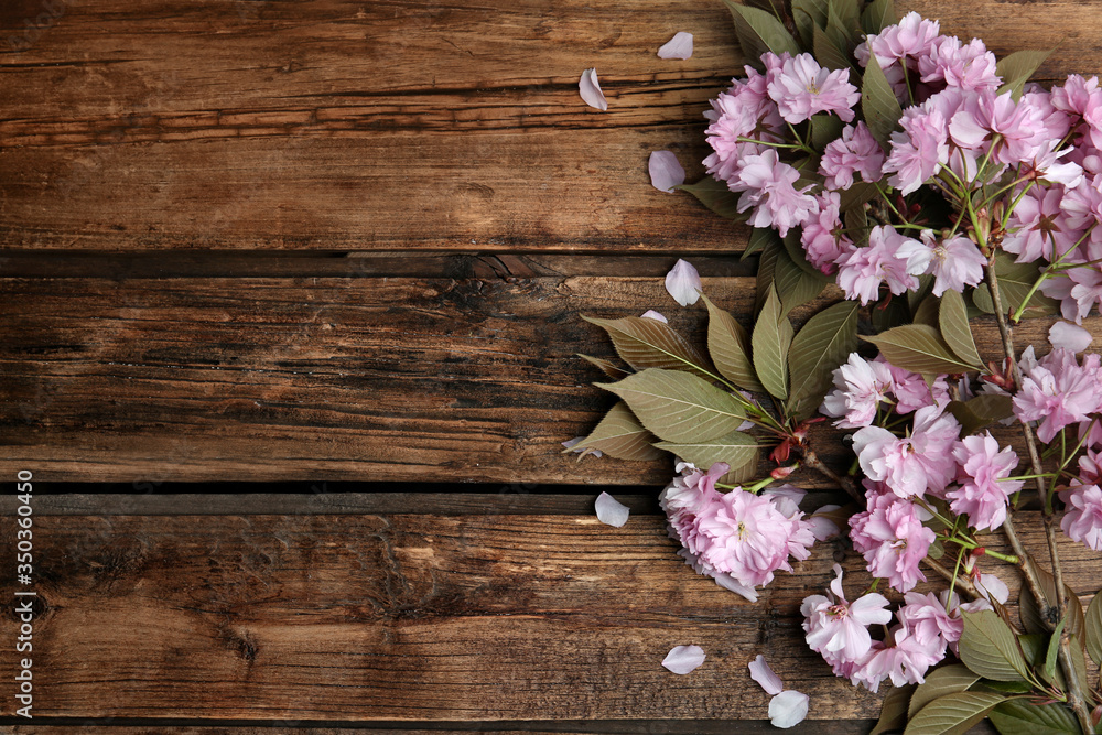 Sakura tree branch with beautiful blossom on wooden background, space for text. Japanese cherry Sakura tree branch with beautiful blossom on wooden background, space for text. Japanese cherry