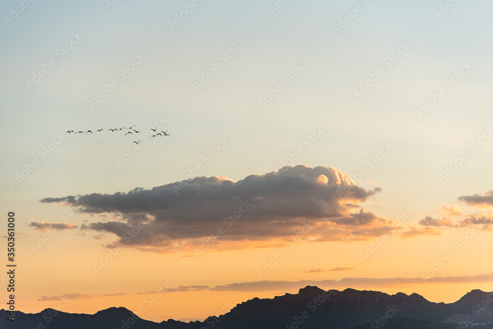 Sunset clouds and birds flying in formation
