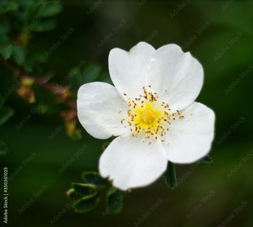 Rosehip white flower. Simple nature gentle background, macro photography Rosehip white flower. Simple nature gentle background, macro photography