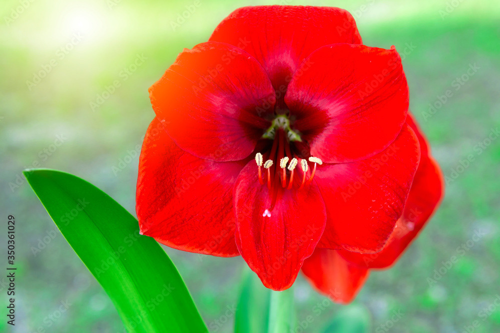 Red Amaryllis flower blooming in the garden