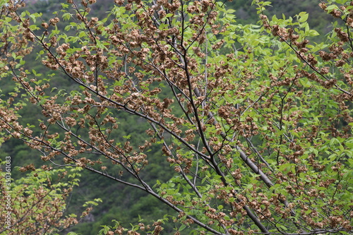The road has a tree. It has unusual brown flowers.