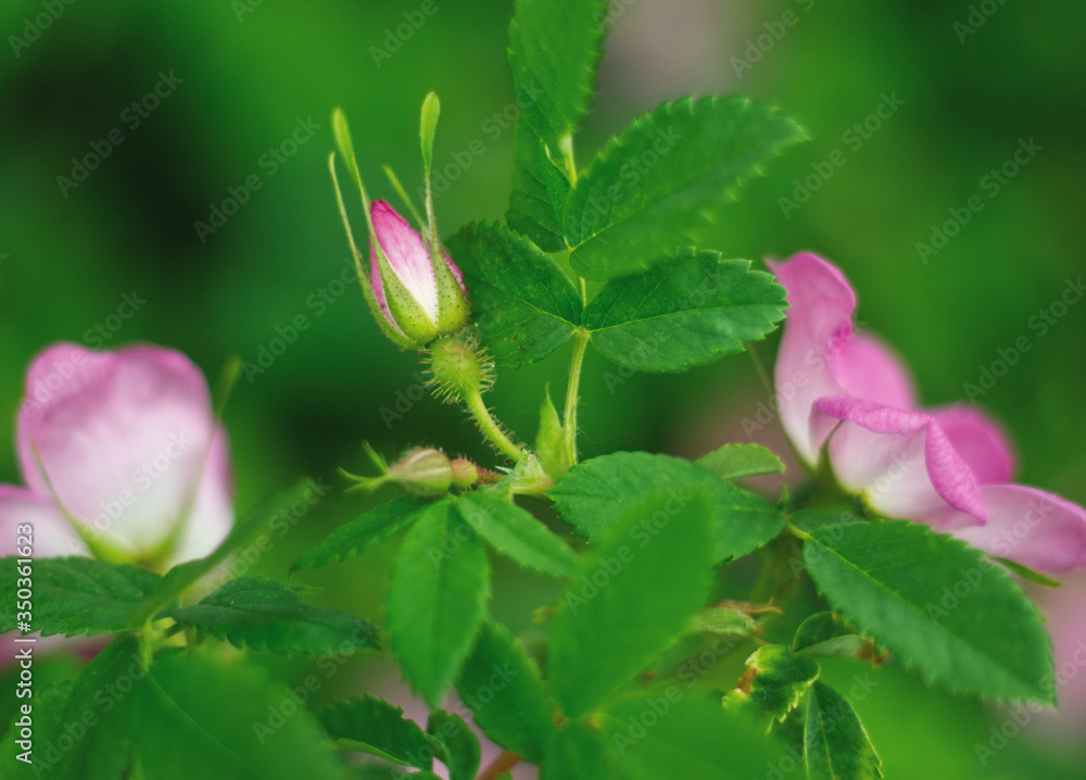 Rosehip pink flowers and reship bud. Simple nature gentle background, macro photography Rosehip pink flowers and reship bud. Simple nature gentle background, macro photography