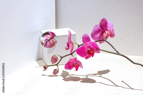 Geometric composition with pink orchid on a white background. Angles, shadows and perspective in the frame © AHOOLY