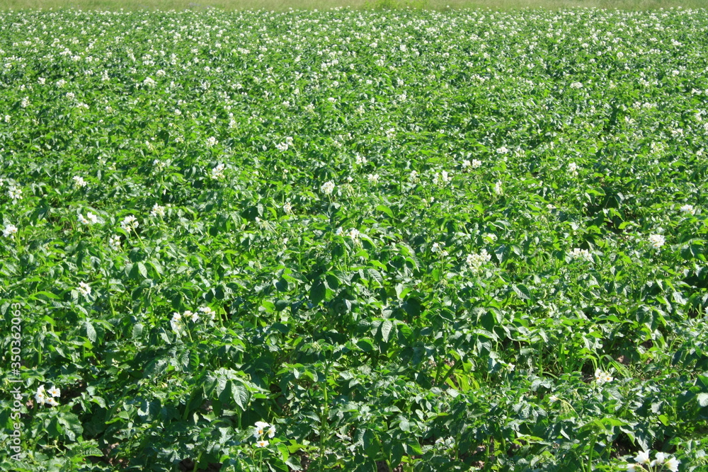 Flowering potato bushes on the field