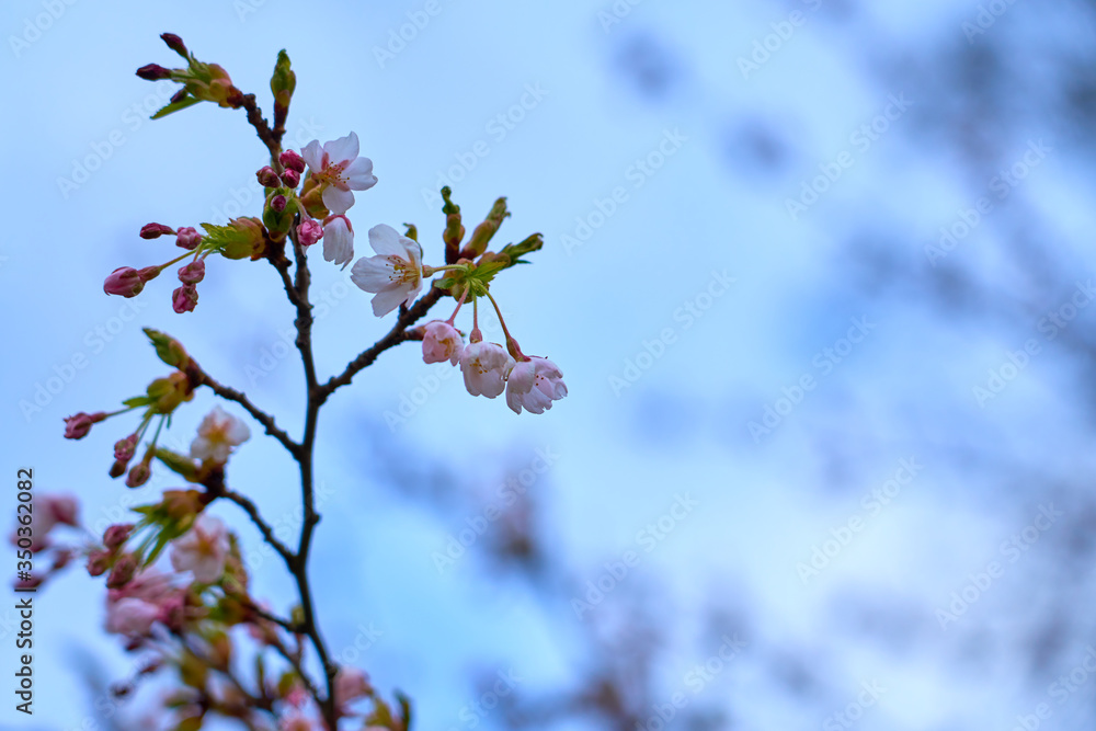 Branch of pink cherry blossoms, against a blue cloudy sky.