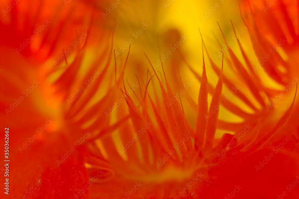 Nasturtium flower macro closeup abstract in orange and yellow Nasturtium flower macro closeup abstract in orange and yellow
