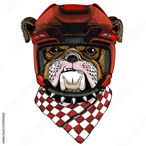 Bulldog, dog. Portrait of cute animal.