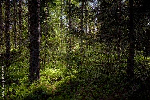 Fototapeta Naklejka Na Ścianę i Meble -  Polska, Warmia, Prześwitujące słońce w lesie