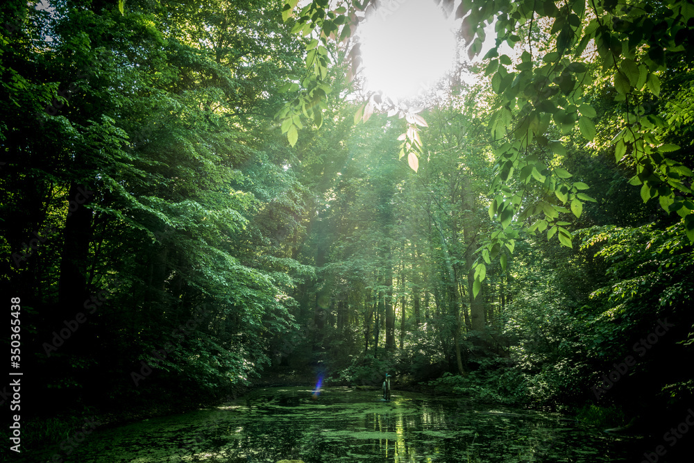 Obraz premium Versteckter kleiner Teich im dunklen Wald