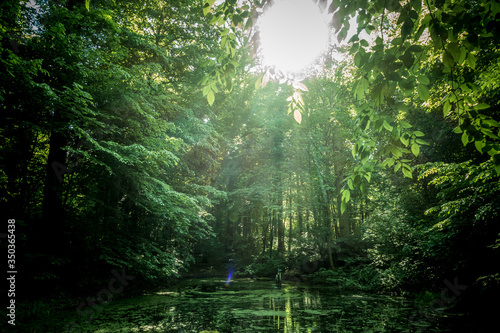 Versteckter kleiner Teich im dunklen Wald