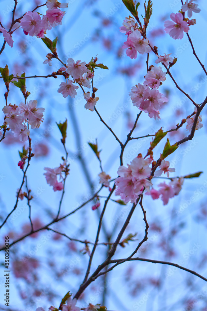 Branch of pink cherry blossoms, against a blue cloudy sky. Branch of pink cherry blossoms, against a blue cloudy sky.