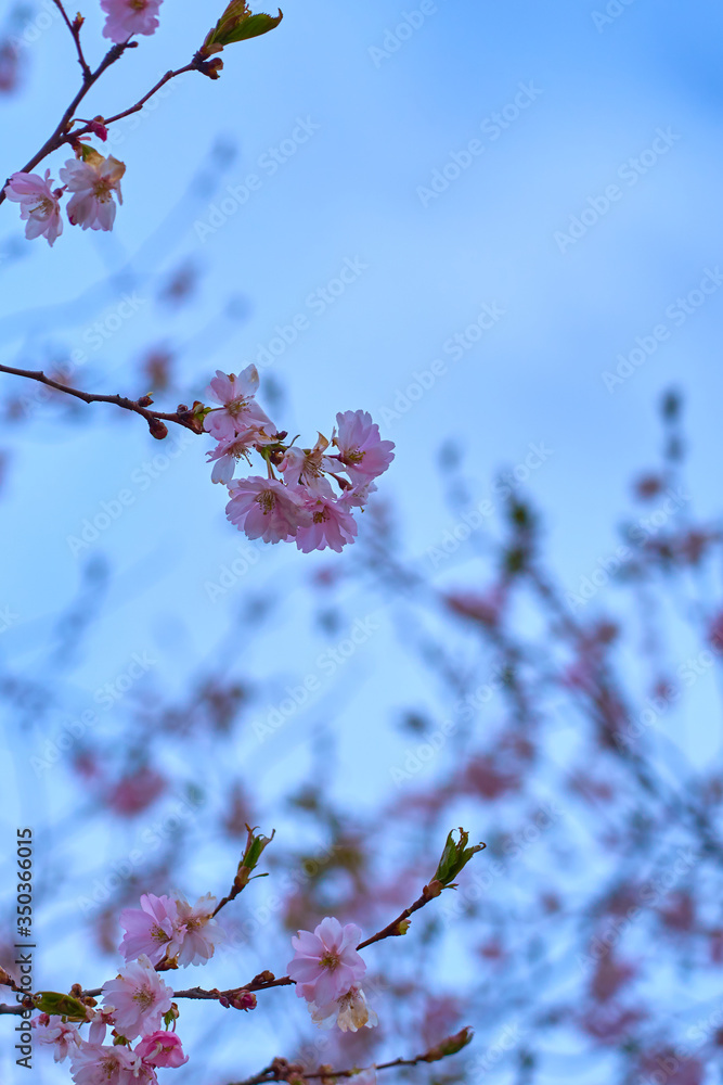 Branch of pink cherry blossoms, against a blue cloudy sky. Branch of pink cherry blossoms, against a blue cloudy sky.
