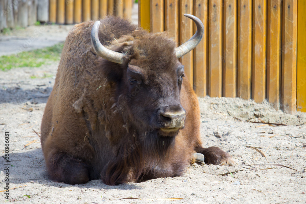 Bison on a warm summer day. Wild animal Bison on a warm summer day. Wild animal