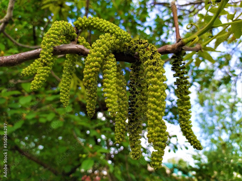 A branch of walnut tree with flowers long green catkins A branch of walnut tree with flowers long green catkins