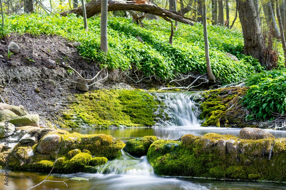 Series of waterfalls in lush spring forest, Sweden