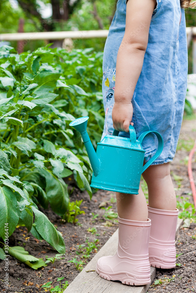 Fototapeta premium A little cute baby girl 3-4 years old in a denim dress watering the plants from a watering can in the garden. Kids having fun gardening on a bright sunny day. Outdoor activity children