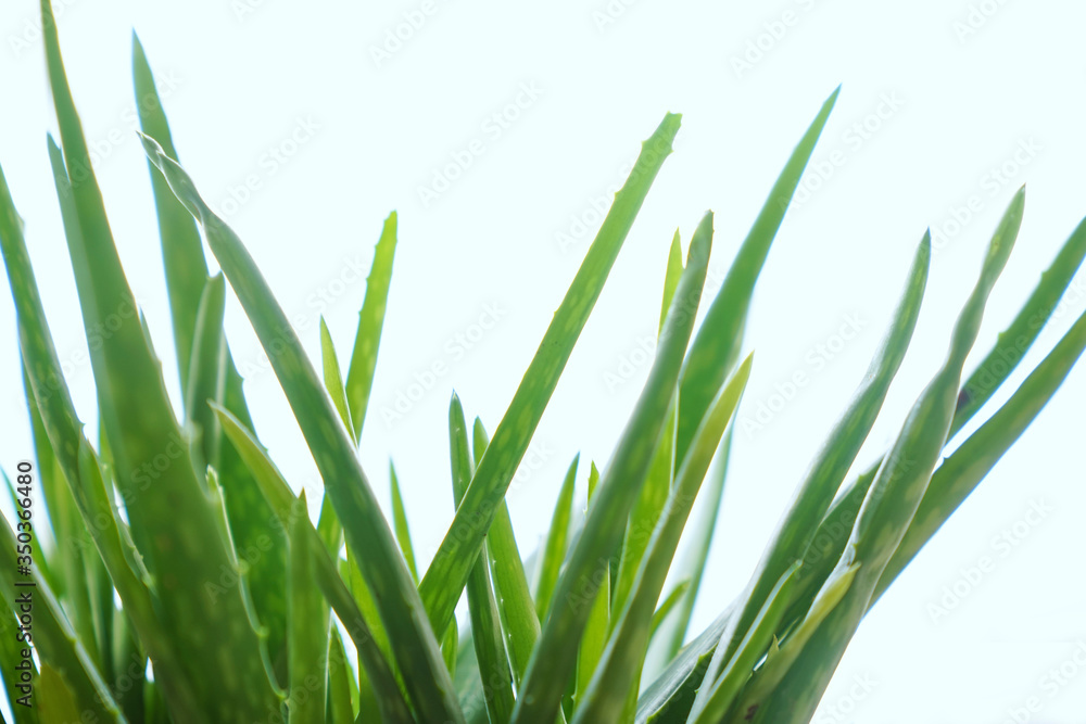 Aloe vera is tropical green plants tolerate hot weather. A close up of green leaves, aloe vera. Aloe vera is a very useful herbal medicine for skin care and hair care that can be used as treatment. Aloe vera is tropical green plants tolerate hot weather. A close up of green leaves, aloe vera. Aloe vera is a very useful herbal medicine for skin care and hair care that can be used as treatment.