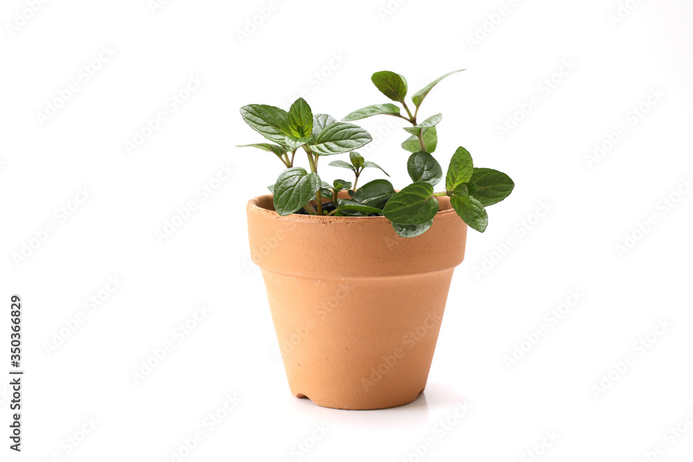 ミントの鉢植え ミントの鉢植え
