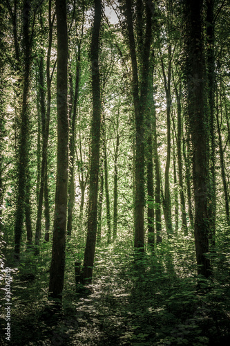 Sonnenstrahlen durchdringen dunklen Wald © focus finder