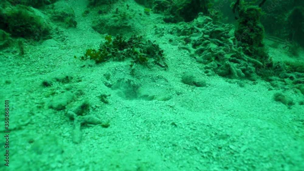 Fish swimming and hiding under sand on ocean floor in sea, marine life near coral underwater - Montego Bay, Jamaica Fish swimming and hiding under sand on ocean floor in sea, marine life near coral underwater - Montego Bay, Jamaica