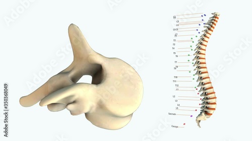 The human spinal column - T3. - 3D model animation on a white background photo