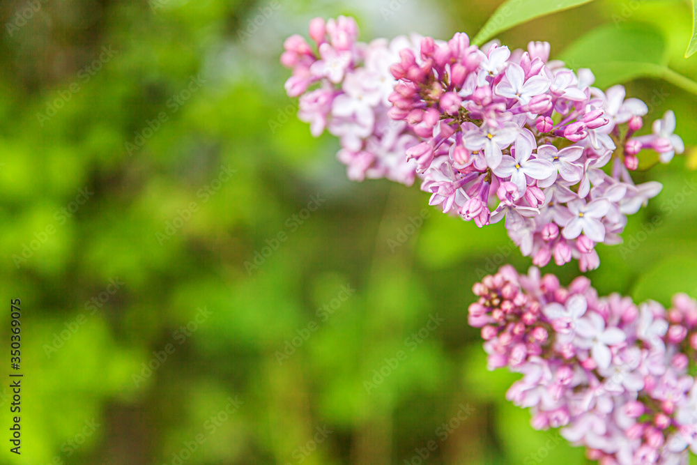 Beautiful smell violet purple lilac blossom flowers in spring time. Close up macro twigs of lilac selective focus. Inspirational natural floral blooming garden or park. Ecology nature landscape Beautiful smell violet purple lilac blossom flowers in spring time. Close up macro twigs of lilac selective focus. Inspirational natural floral blooming garden or park. Ecology nature landscape