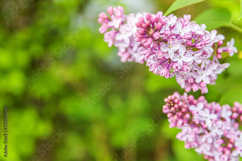 Beautiful smell violet purple lilac blossom flowers in spring time. Close up macro twigs of lilac selective focus. Inspirational natural floral blooming garden or park. Ecology nature landscape © Юлия Завалишина