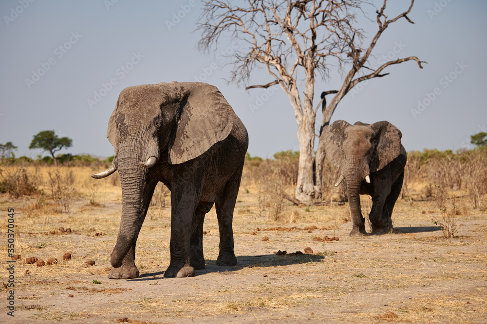 Fototapeta premium Big elephant walking in the bush.