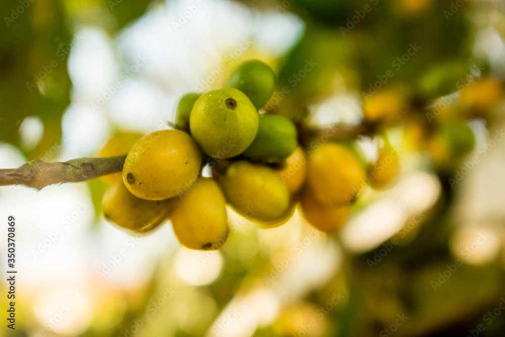 Green and Yellow Fruits of Organic Coffee On Branches in Coroico, La Paz / Bolivia Green and Yellow Fruits of Organic Coffee On Branches in Coroico, La Paz / Bolivia