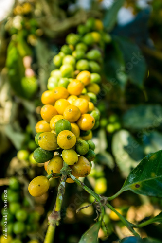 Wallpaper Mural Green and Yellow Fruits of Organic Coffee On Branches in Coroico, La Paz / Bolivia Torontodigital.ca