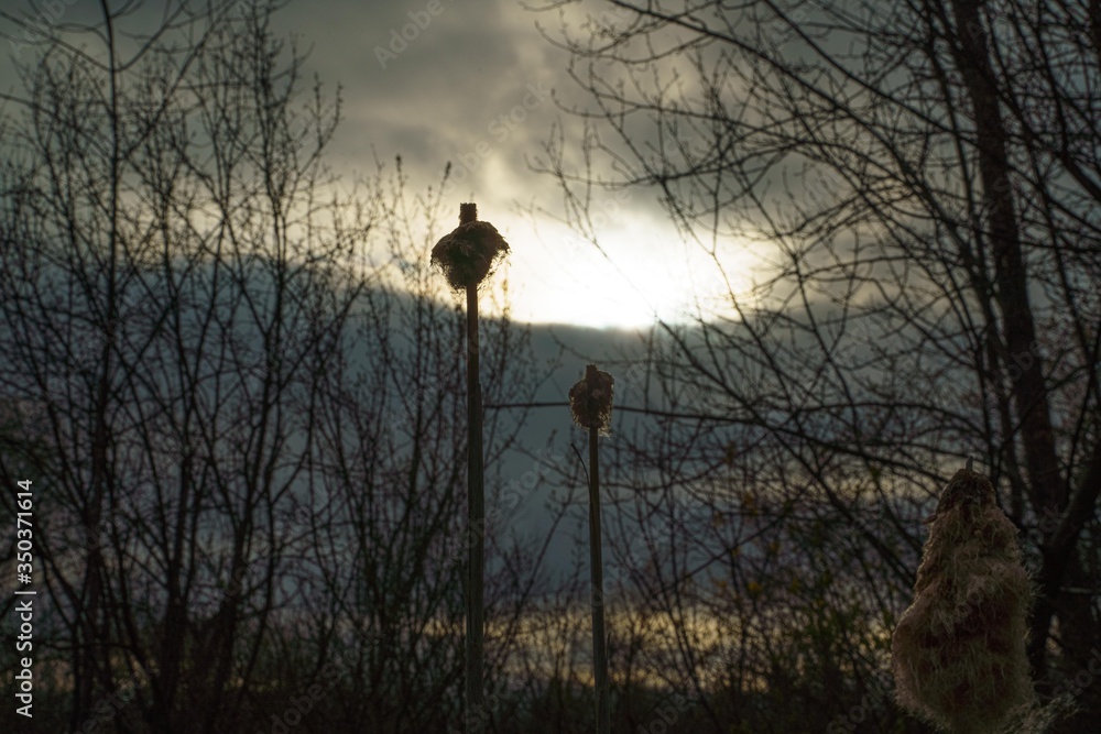 Fototapeta Nature photograpy 