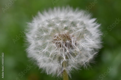 dandelion