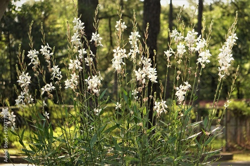 White flower of Gaura lindheimeri or Whirling Butterflies blooming on the garden and pine trees background, Spring in GA USA.