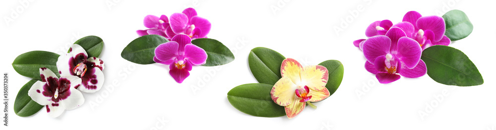 Set of beautiful orchid flowers with leaves on white background. Banner design Set of beautiful orchid flowers with leaves on white background. Banner design