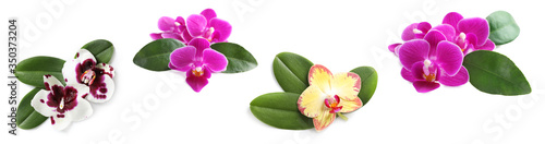 Set of beautiful orchid flowers with leaves on white background. Banner design