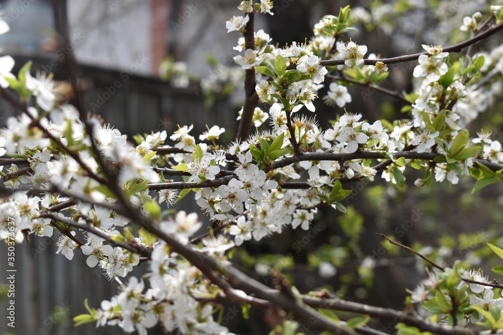 Fototapeta premium Blooming tree