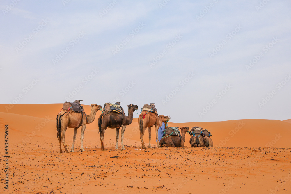 A caravan of camels resting. Sahara Desert. Merzouga Morocco. A caravan of camels resting. Sahara Desert. Merzouga Morocco.