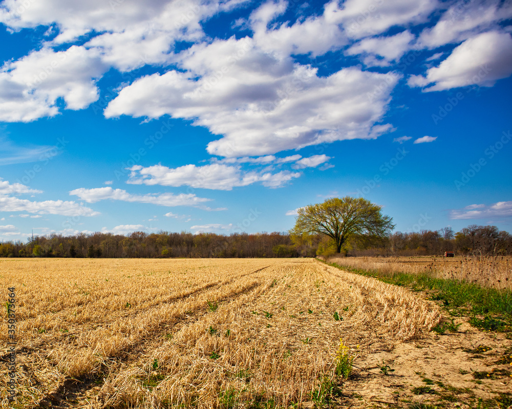 Obraz premium field and sky