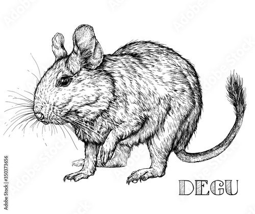 Sketch of Degu rodent pet. Vector Illustration