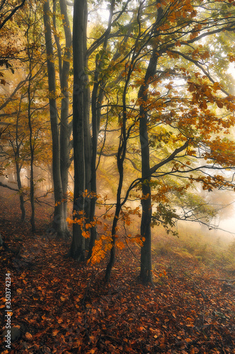 autumn forest. morning fog in a mysterious forest