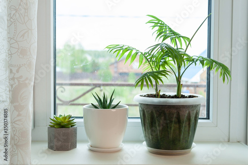 Side view on three pots with plants. A palm tree and two succulents on a window in a village 