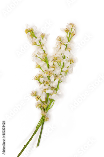 Bird cherry flowers. Brunch with blossoms isolated on white background