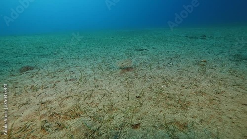 Wallpaper Mural fish scenery underwater from mediterranean sea ocean scenery  Torontodigital.ca