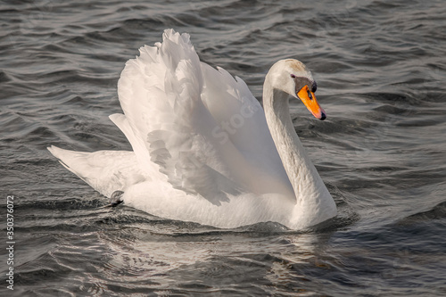 Принти на полотні princess swan