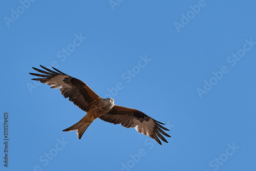 The red kite fly in air with wide wings on sunny day with blue sky. Copy space